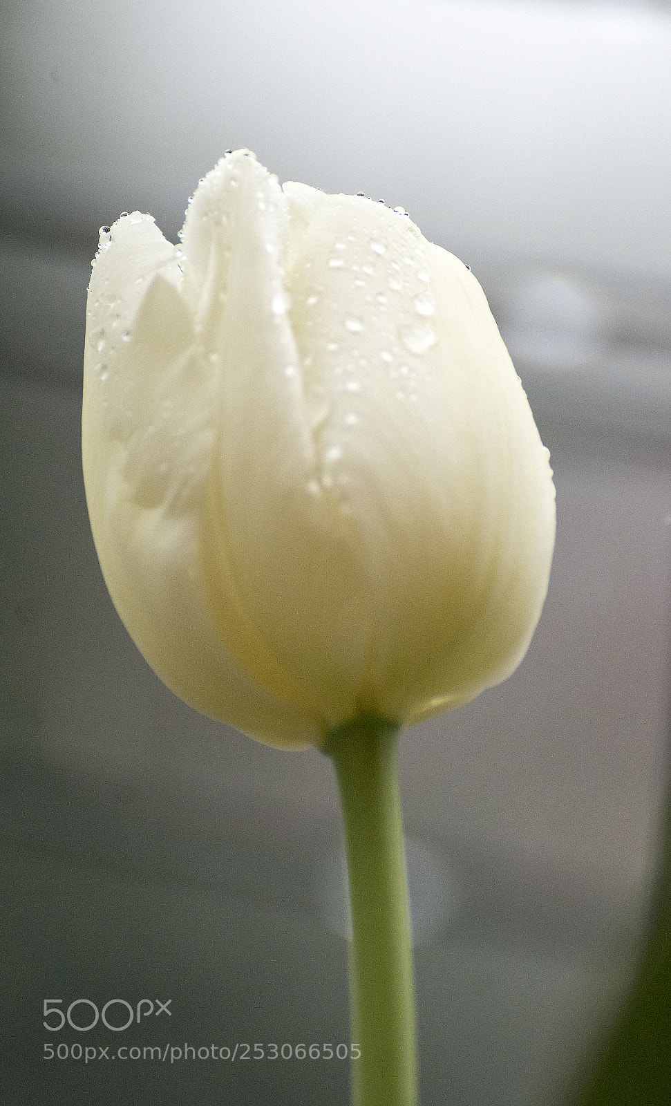 Nikon D7100 sample photo. Tulip_3 photography