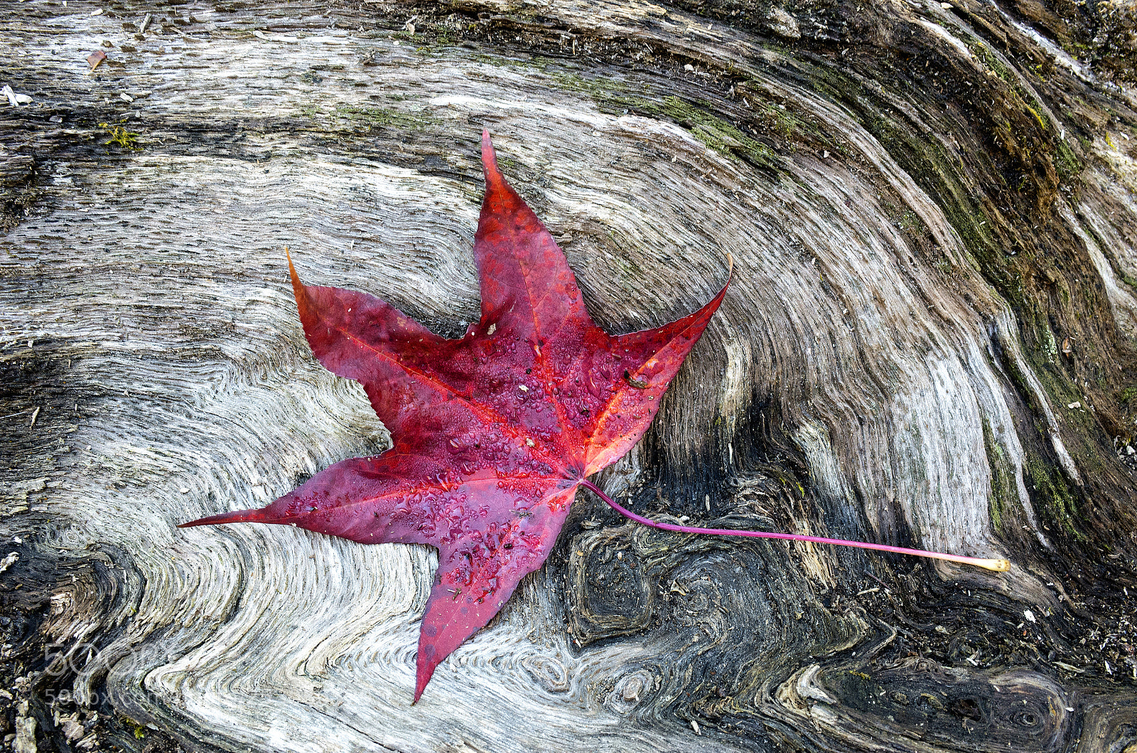 Ricoh GR sample photo. Leaf on wood photography
