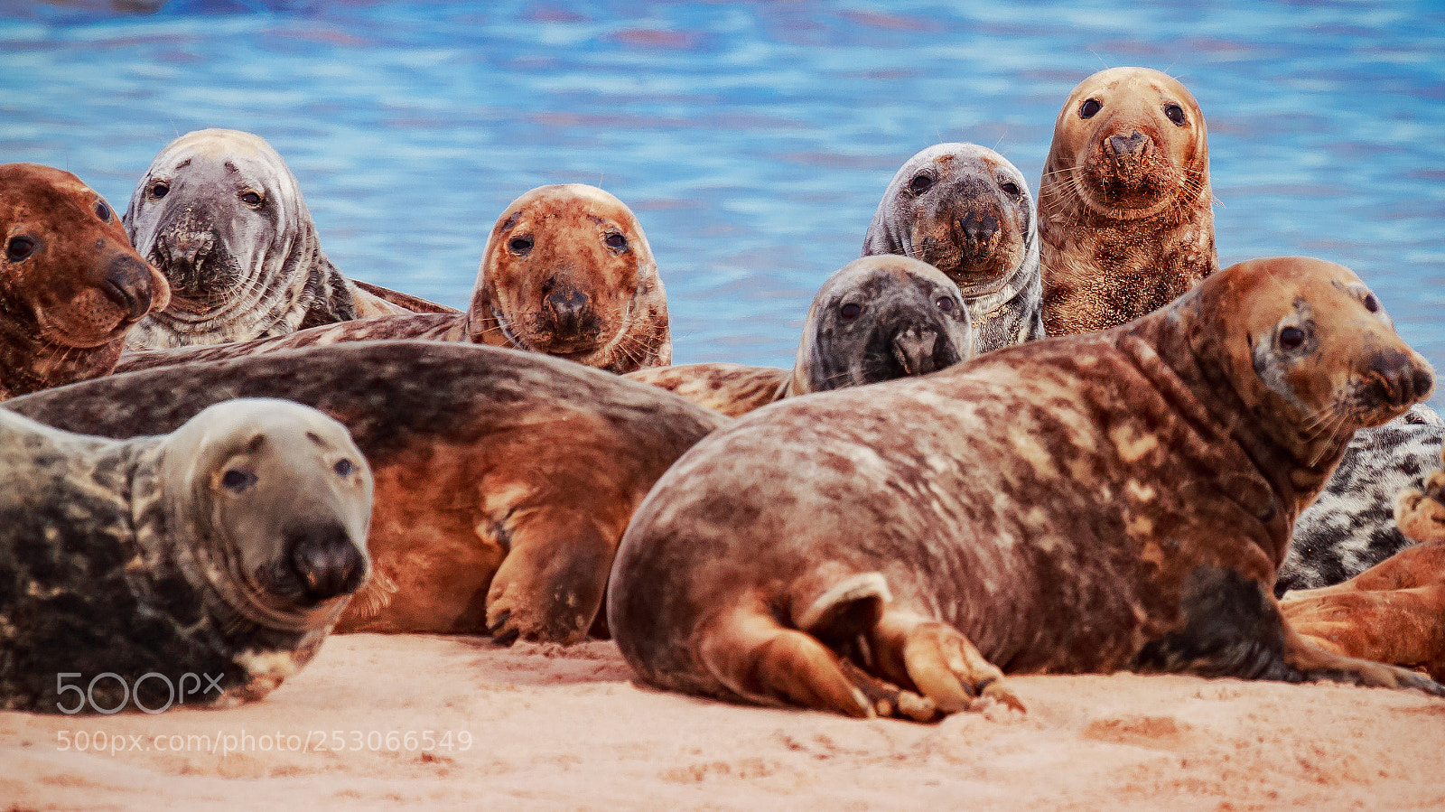 Canon EOS 70D sample photo. Colourful  grey seals. photography