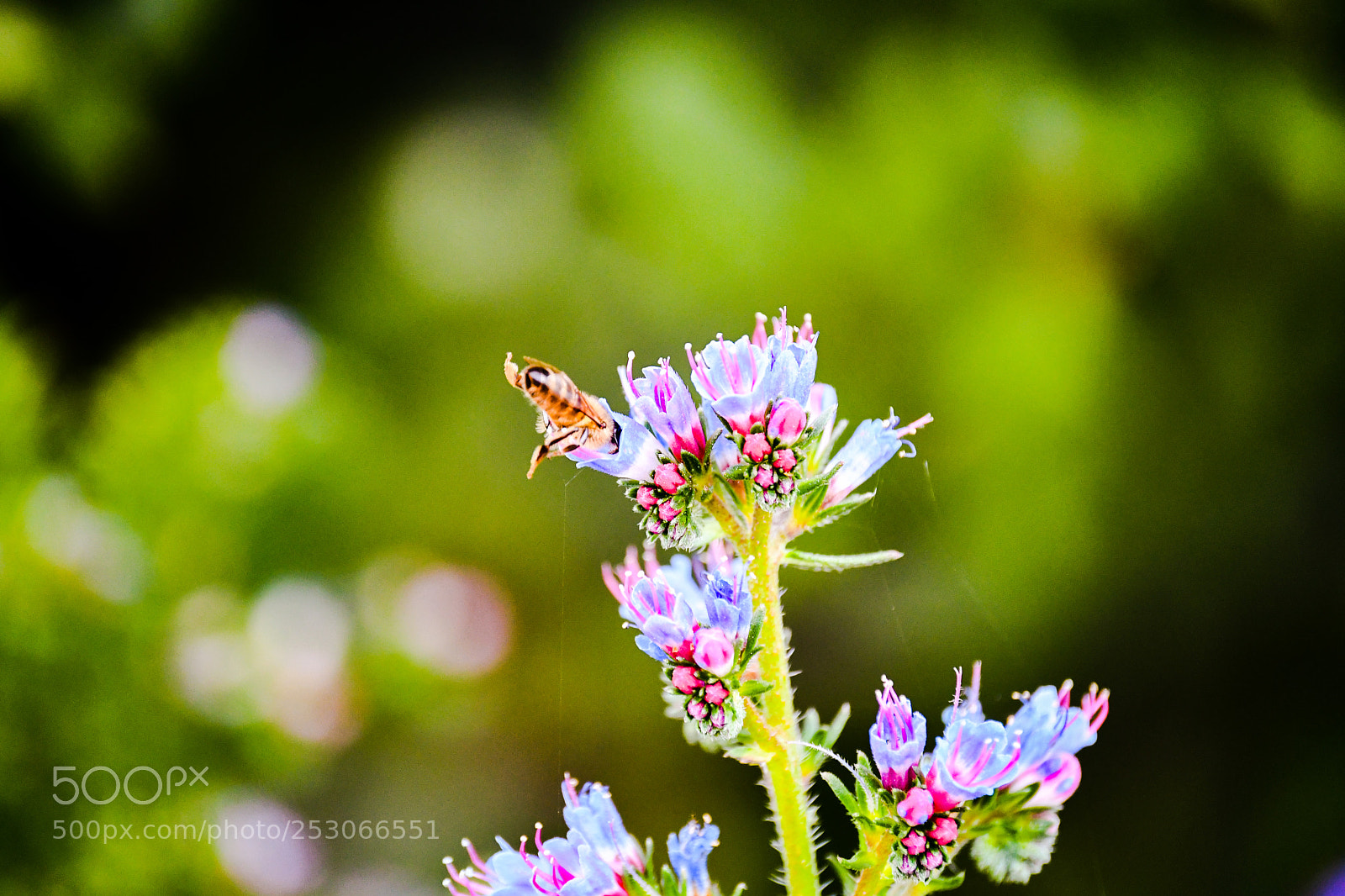Nikon D7500 sample photo. Get in there photography