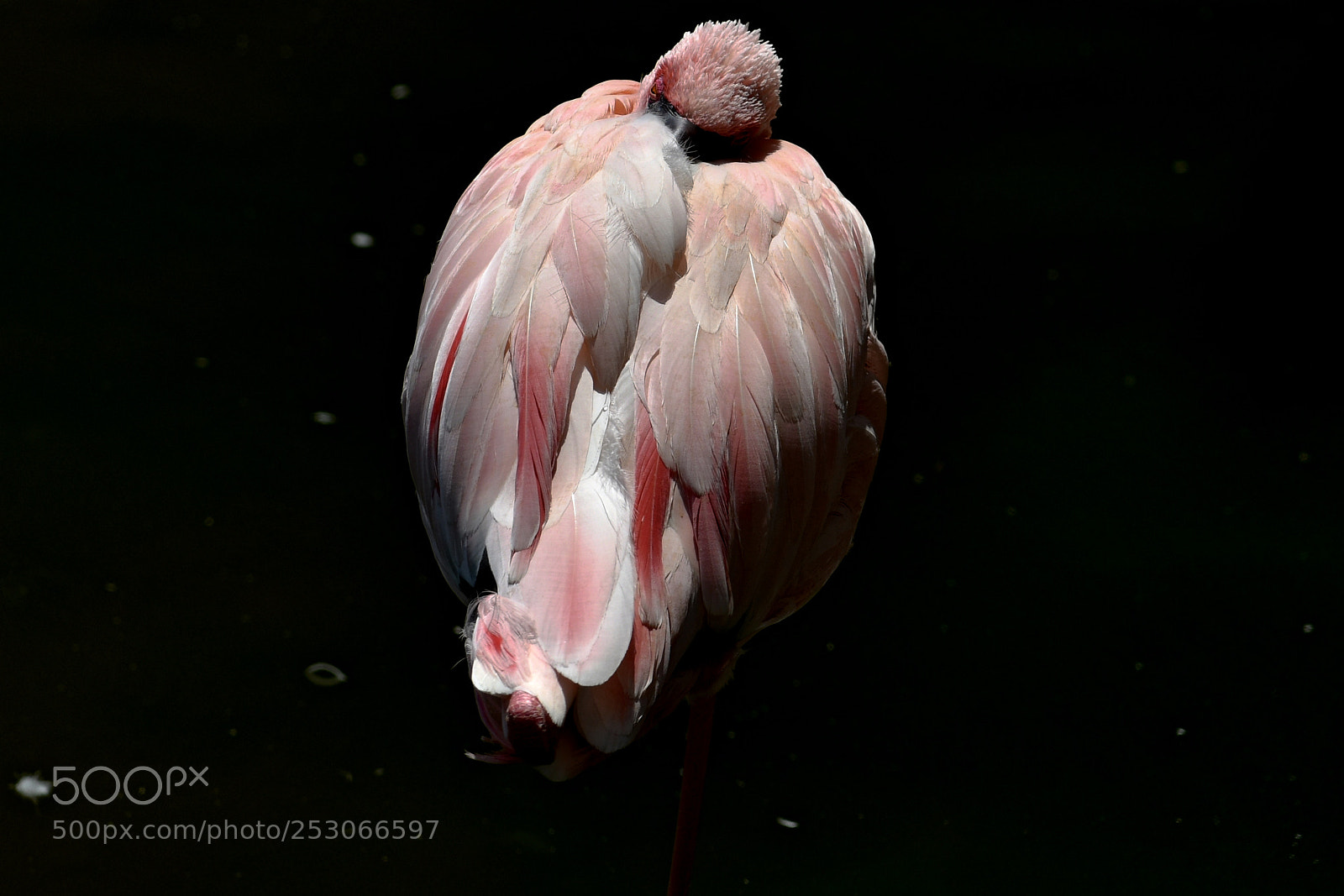 Nikon D850 sample photo. Flamingo photography