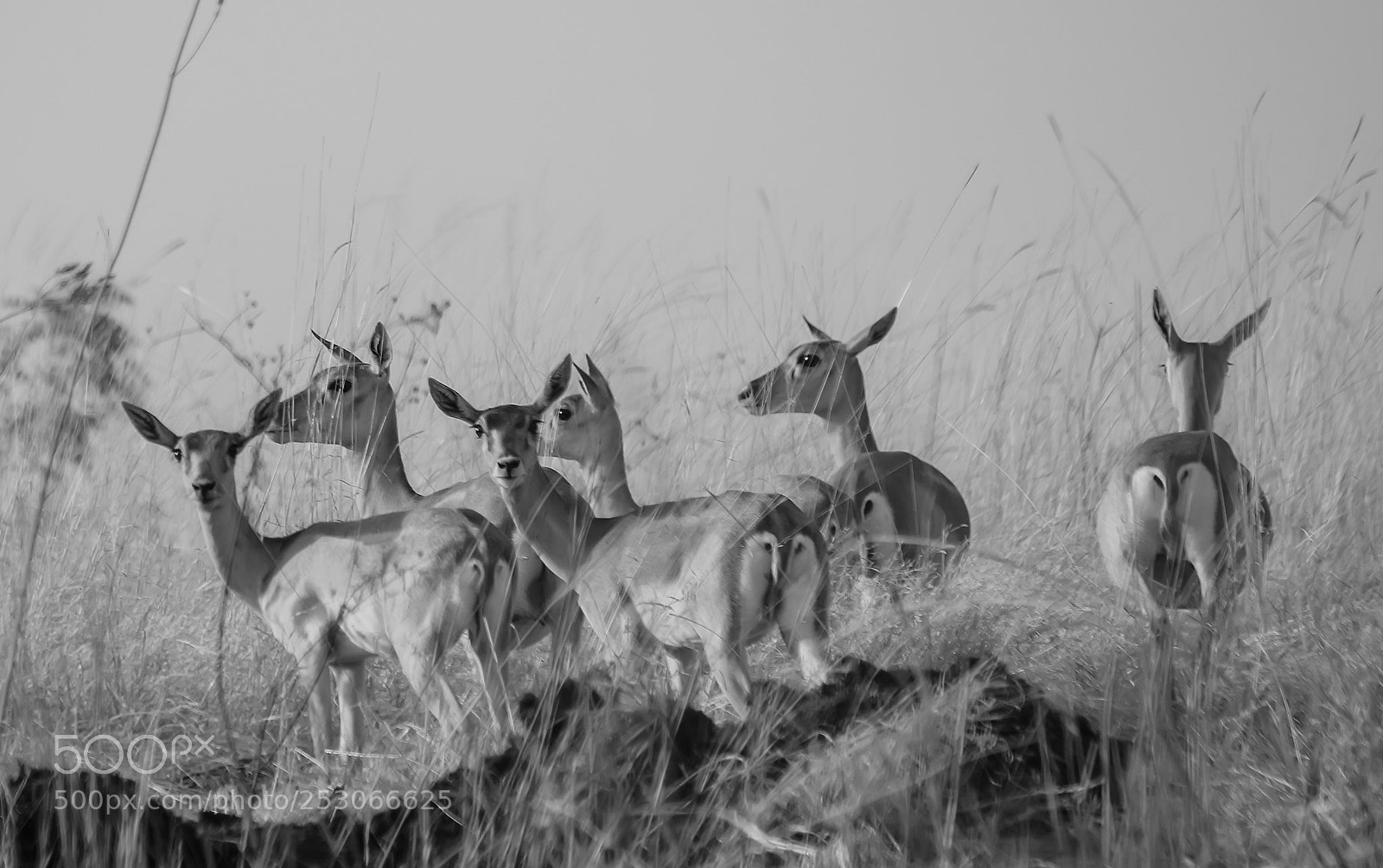 Canon EOS 7D Mark II sample photo. Blackbuck female photography