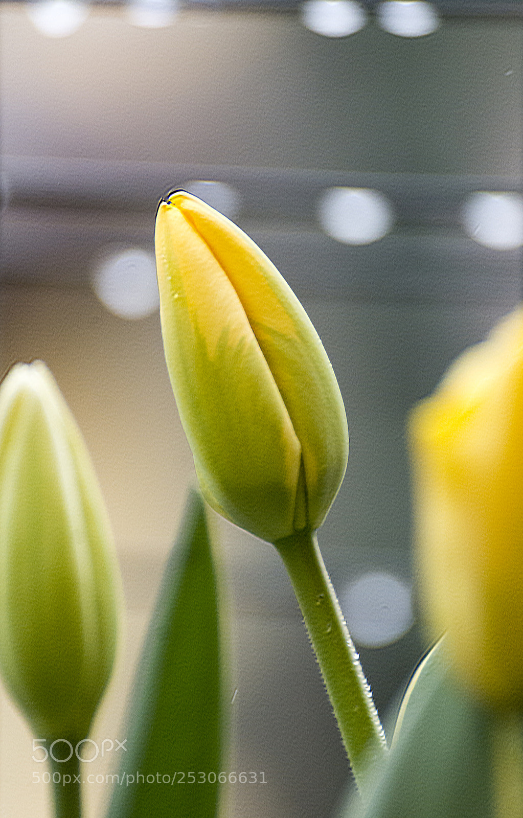 Nikon D7100 sample photo. Tulip_4 photography