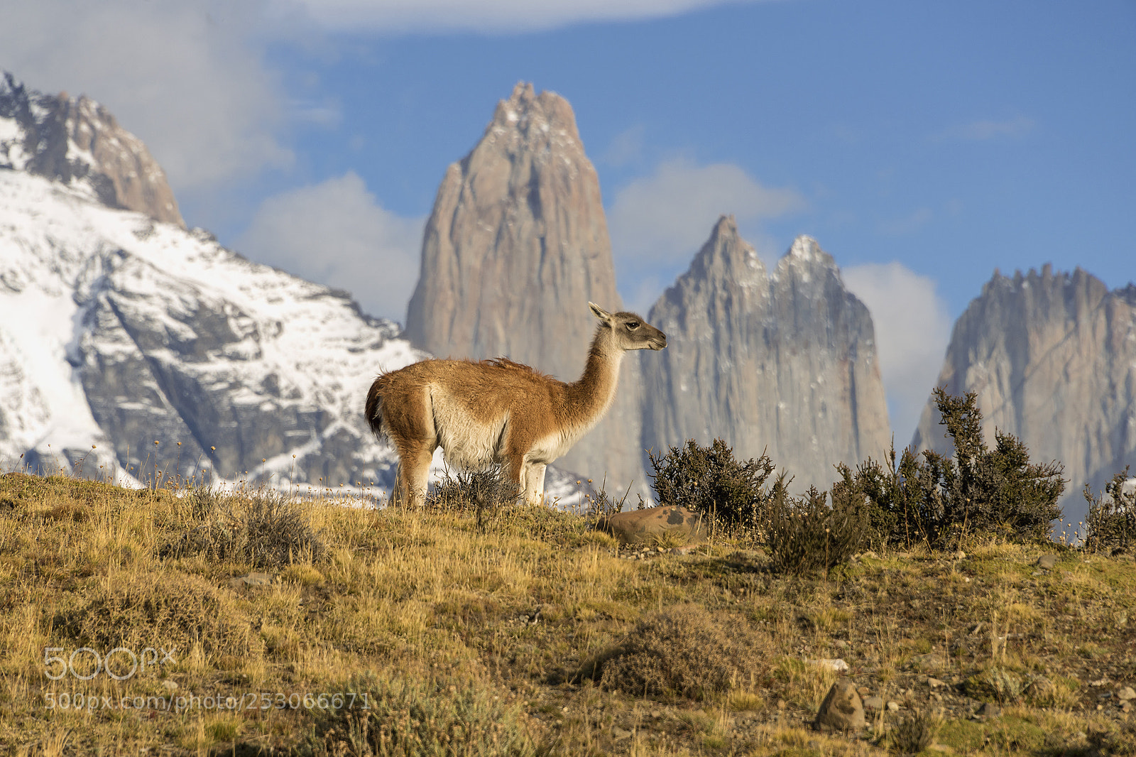 Nikon D810 sample photo. Scenic guanaco photography
