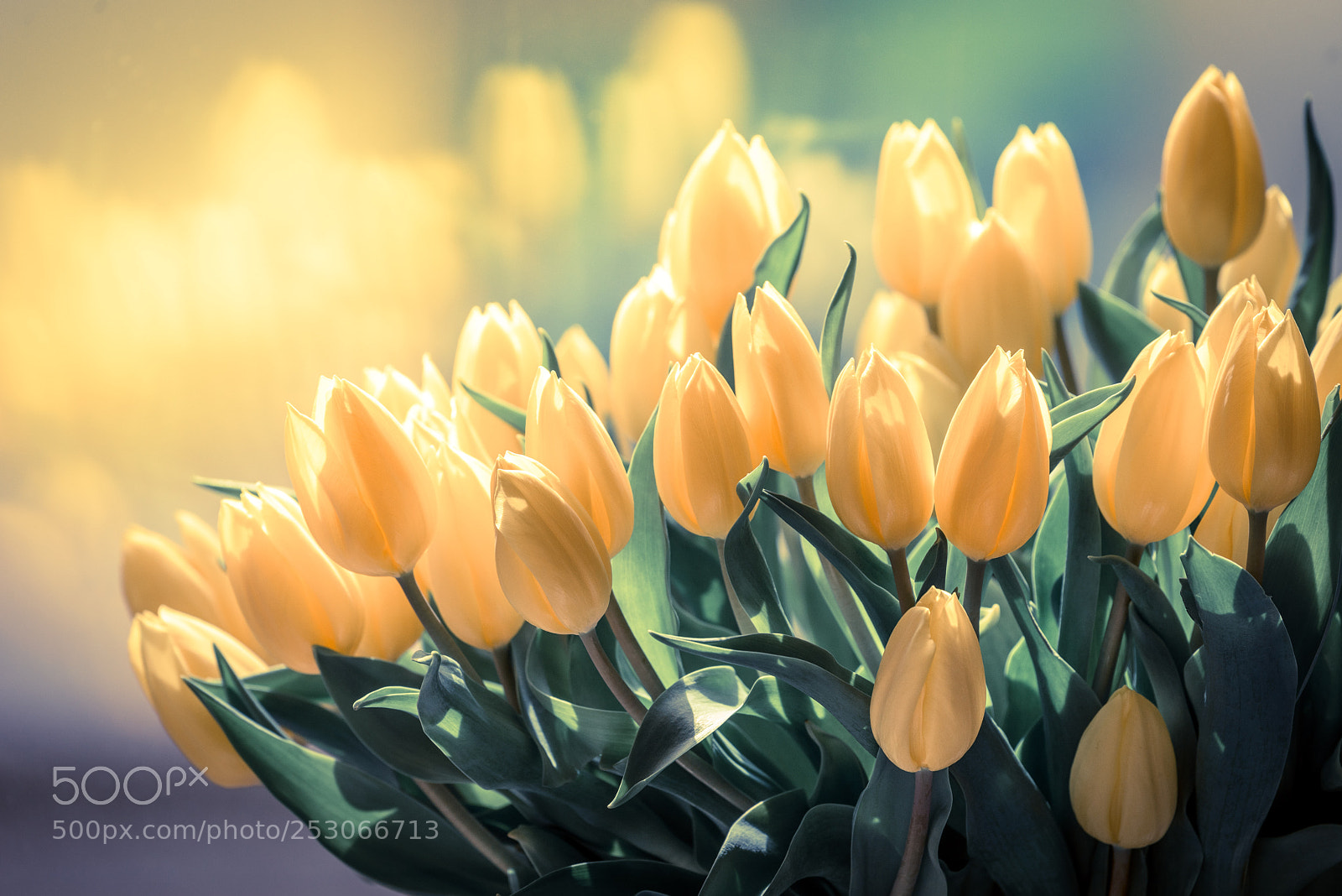 Nikon D810 sample photo. Spring photography