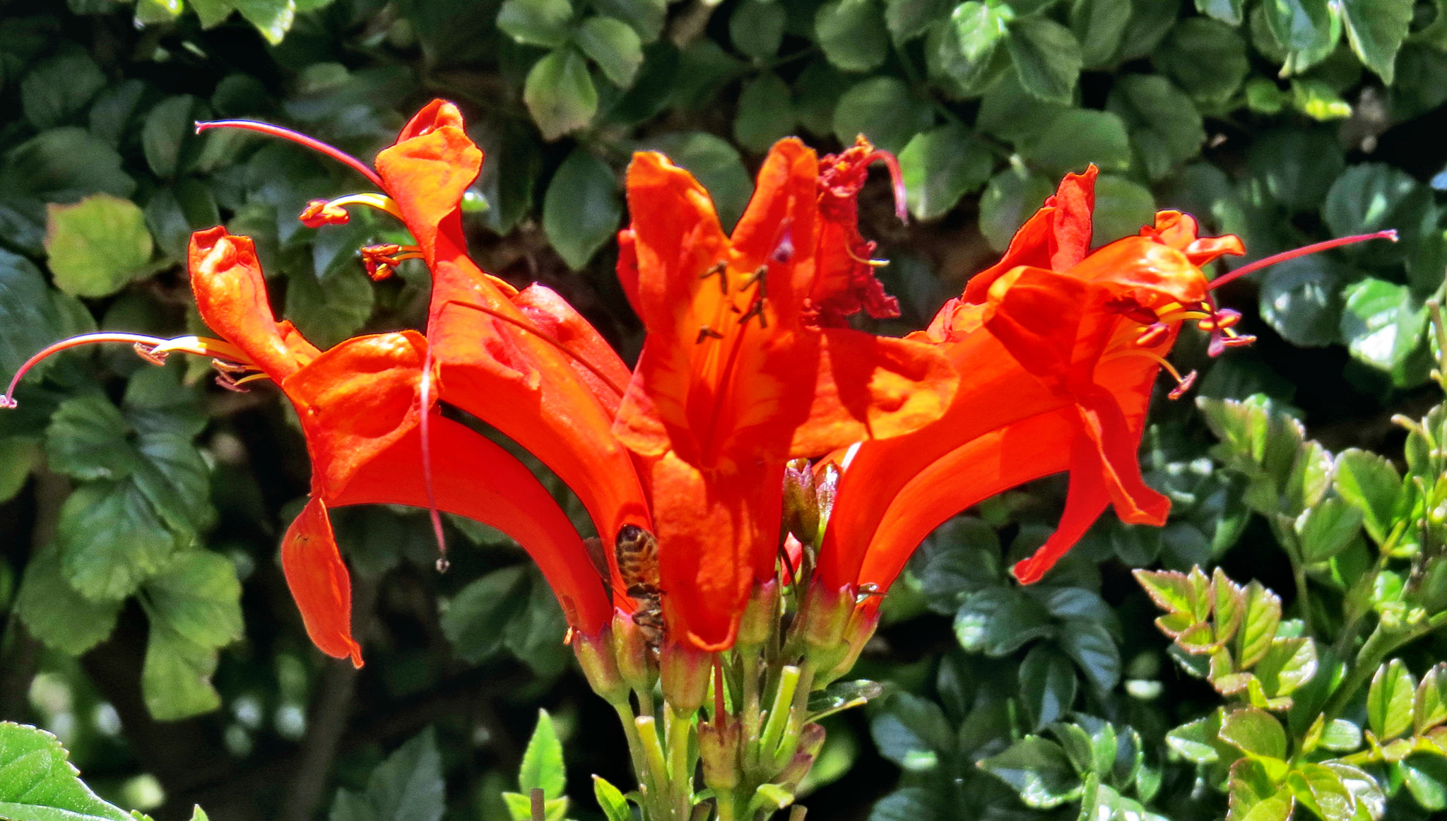 Canon PowerShot SX50 HS + 4.3 - 215.0 mm sample photo. Red tube flowers photography