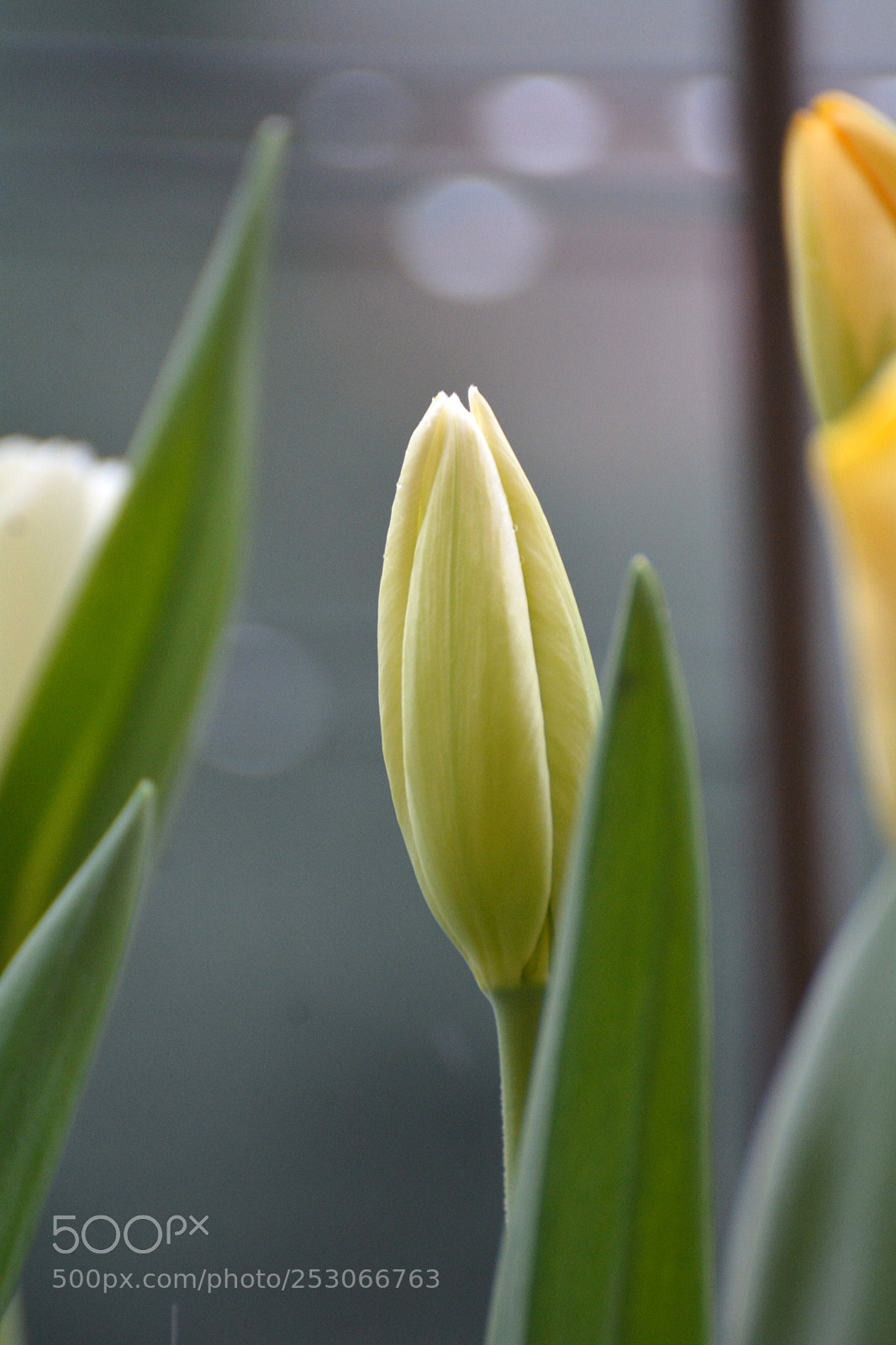 Nikon D7100 sample photo. Tulip_5 photography