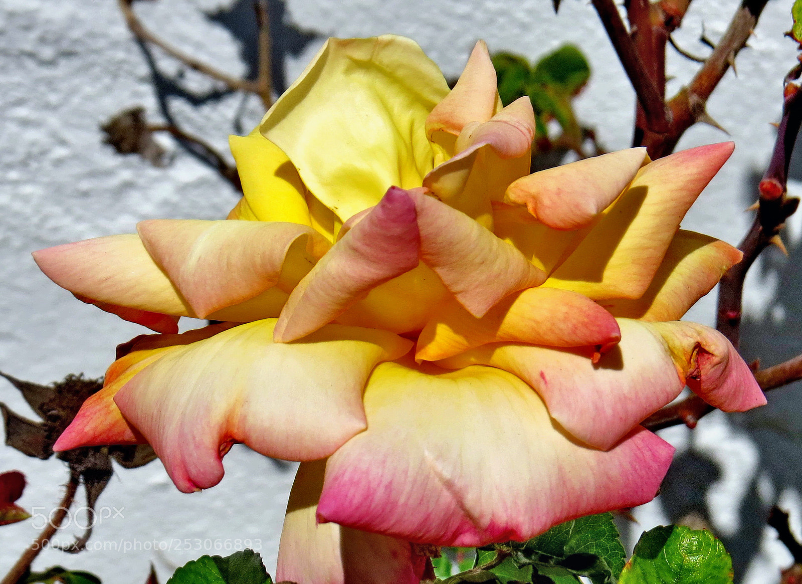 Canon PowerShot SX50 HS sample photo. Pink rose flower photography