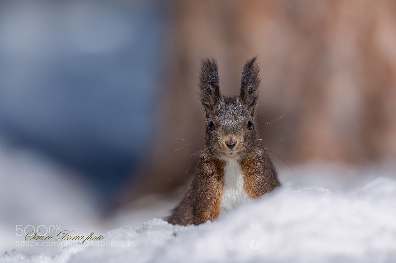 Canon EOS 5D Mark IV sample photo. Io intanto osservo.... photography