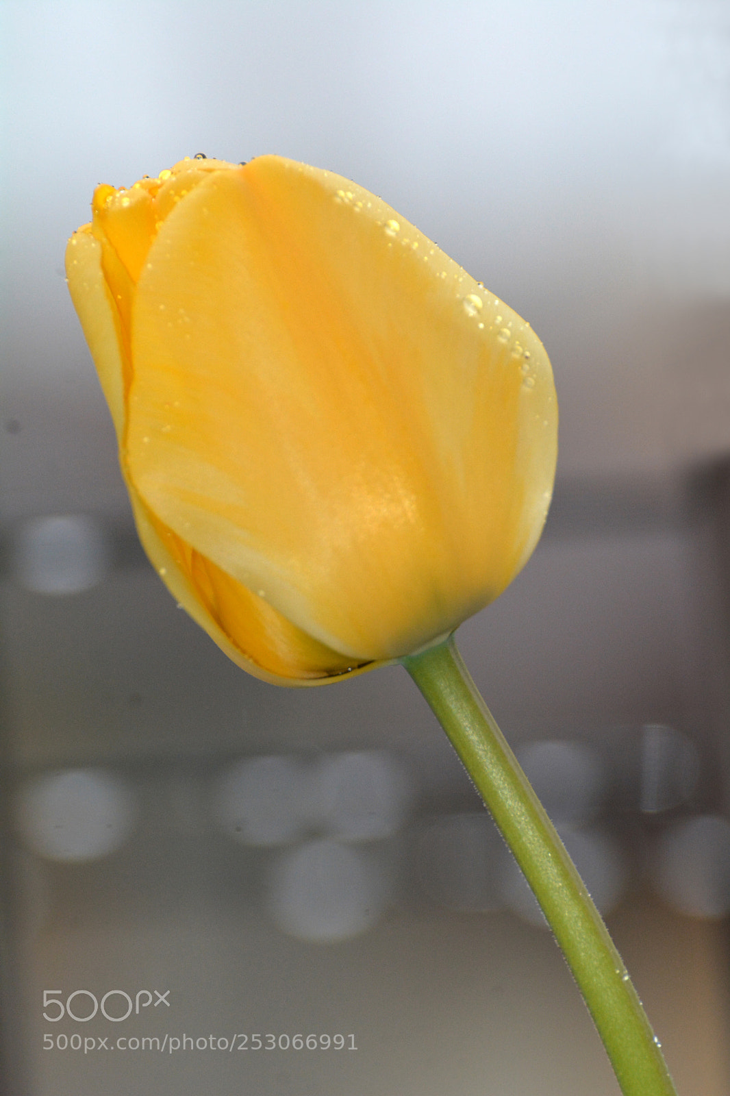 Nikon D7100 sample photo. Tulip_6 photography