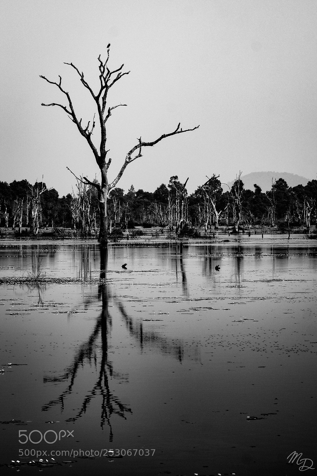 Sony SLT-A77 sample photo. Cambodian reflection photography