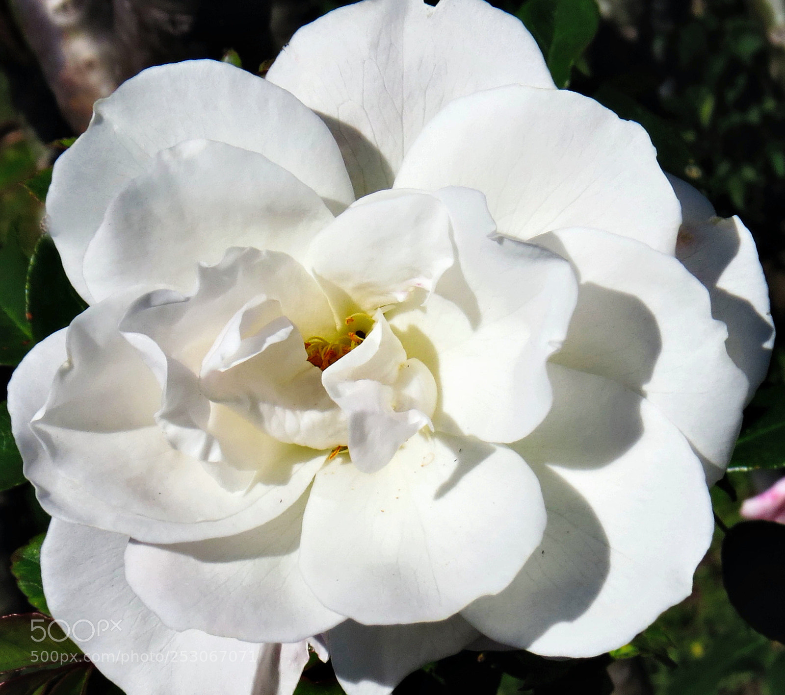Canon PowerShot SX50 HS sample photo. A white carnation flower photography