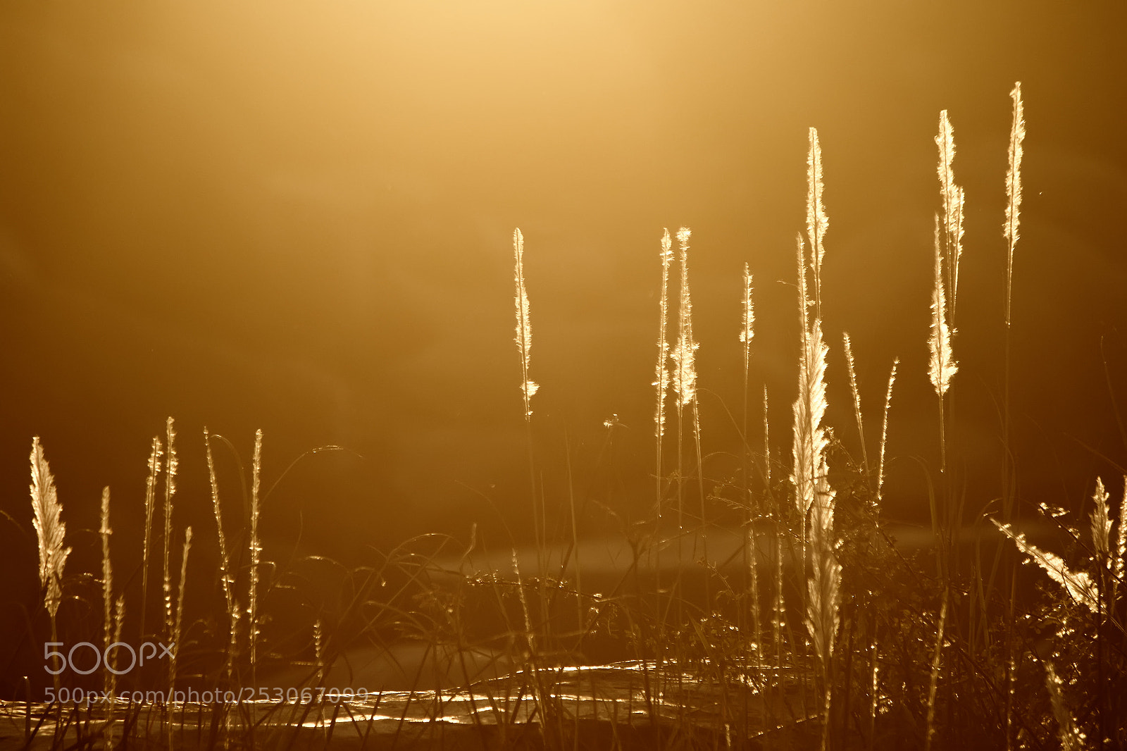 Canon EOS 7D Mark II sample photo. Gold photography
