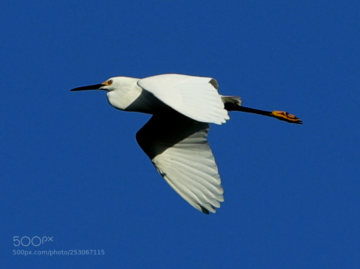 Canon EOS-1D X Mark II sample photo. 04-10-18-0011634.jpg photography