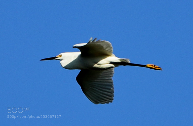 Canon EOS-1D X Mark II sample photo. 04-10-18-0011633.jpg photography