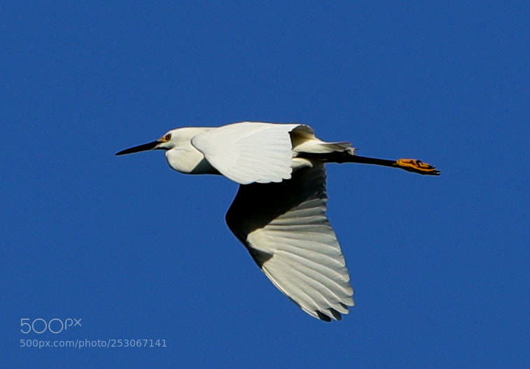 Canon EOS-1D X Mark II sample photo. 04-10-18-0011632.jpg photography