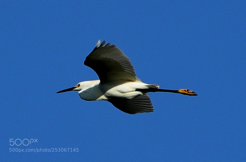 Canon EOS-1D X Mark II sample photo. 04-10-18-0011631.jpg photography
