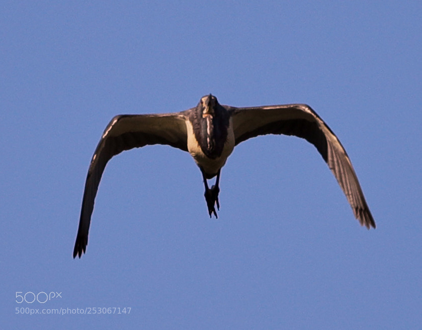 Canon EOS-1D X Mark II sample photo. 04-10-18-0011629.jpg photography