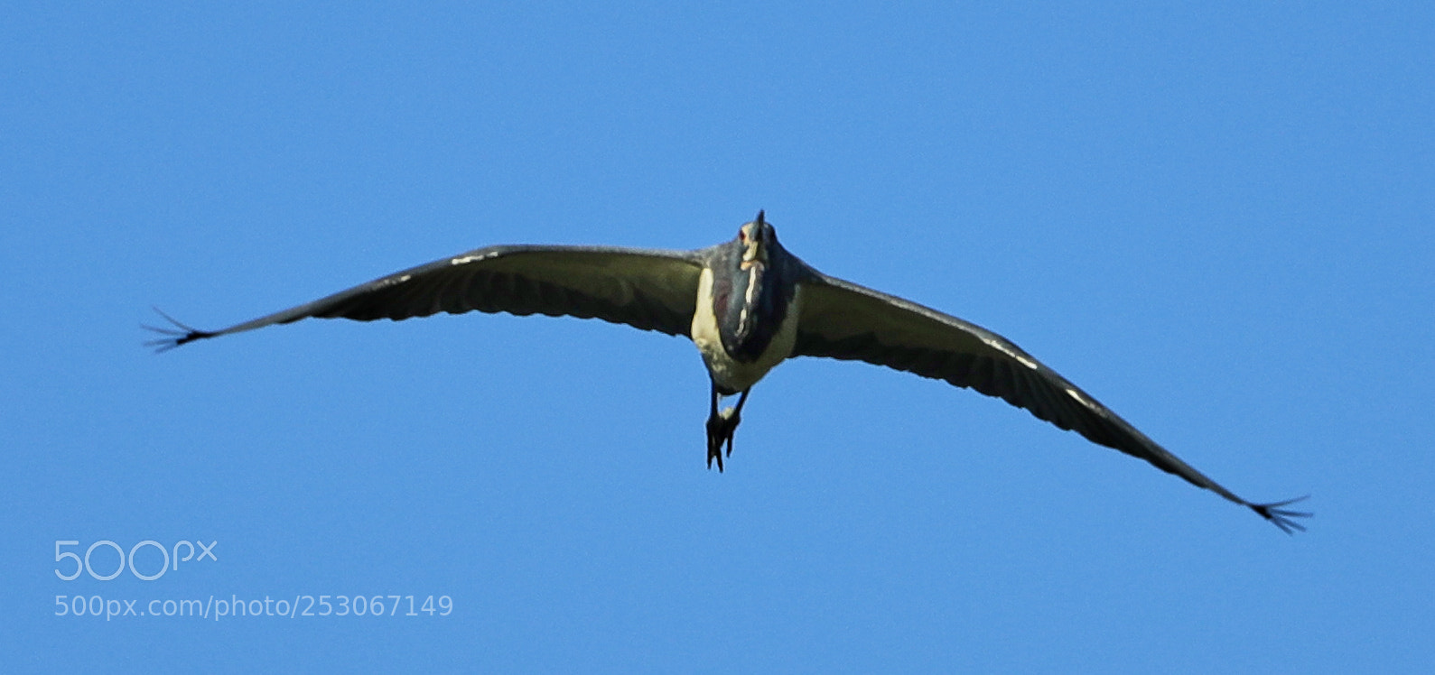 Canon EOS-1D X Mark II sample photo. 04-10-18-0011628.jpg photography
