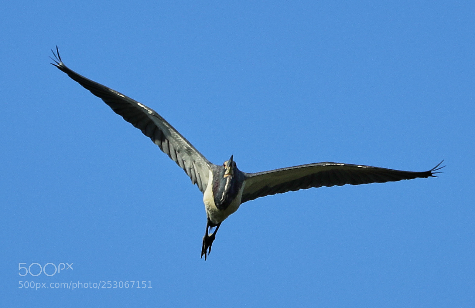Canon EOS-1D X Mark II sample photo. 04-10-18-0011627.jpg photography