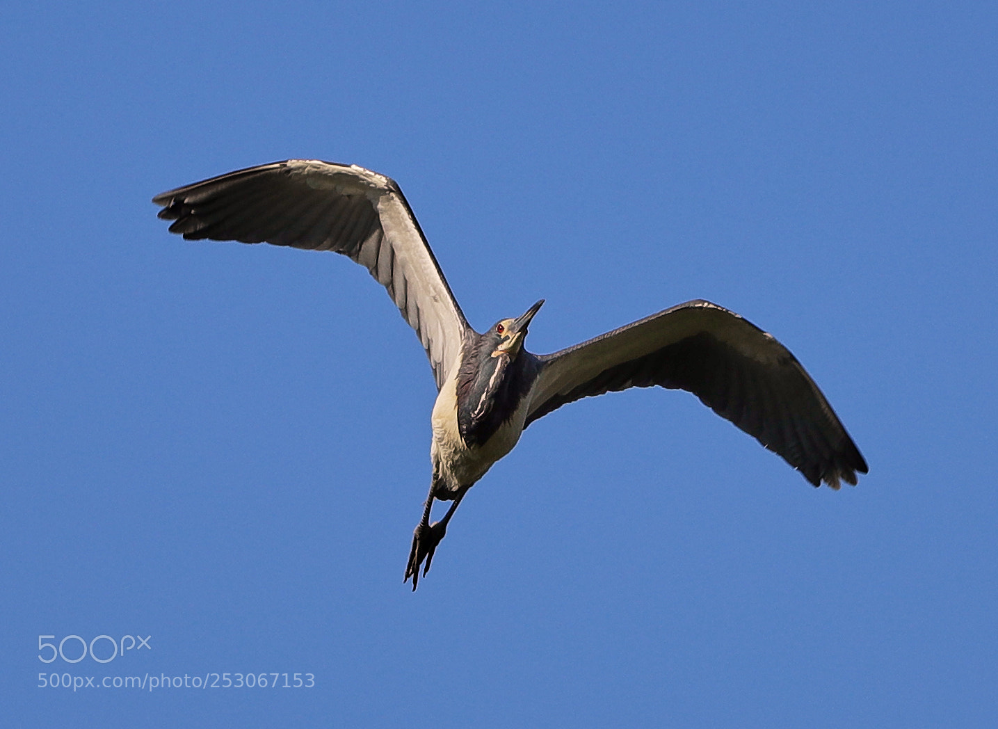 Canon EOS-1D X Mark II sample photo. 04-10-18-0011626.jpg photography