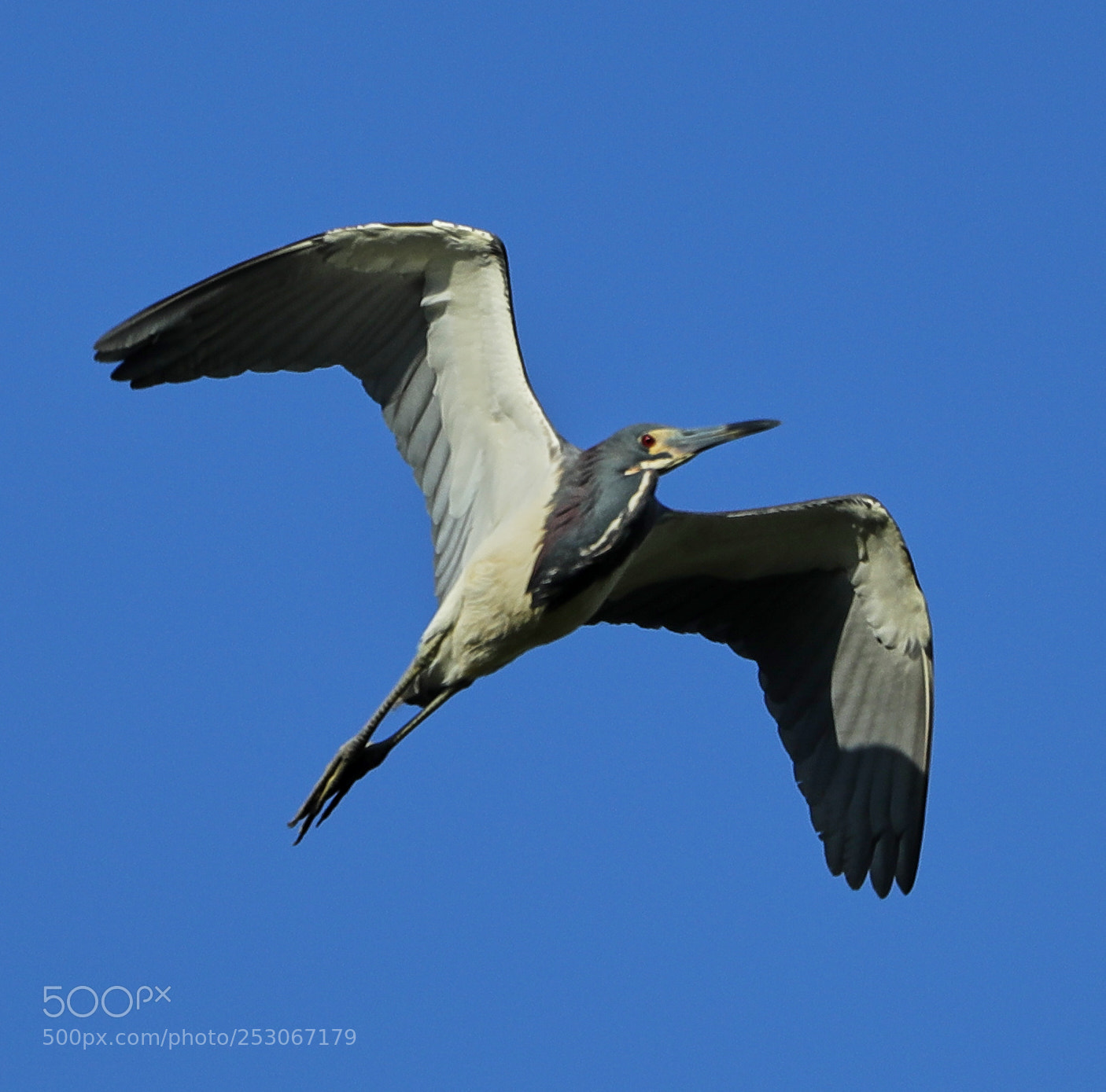Canon EOS-1D X Mark II sample photo. 04-10-18-0011625.jpg photography