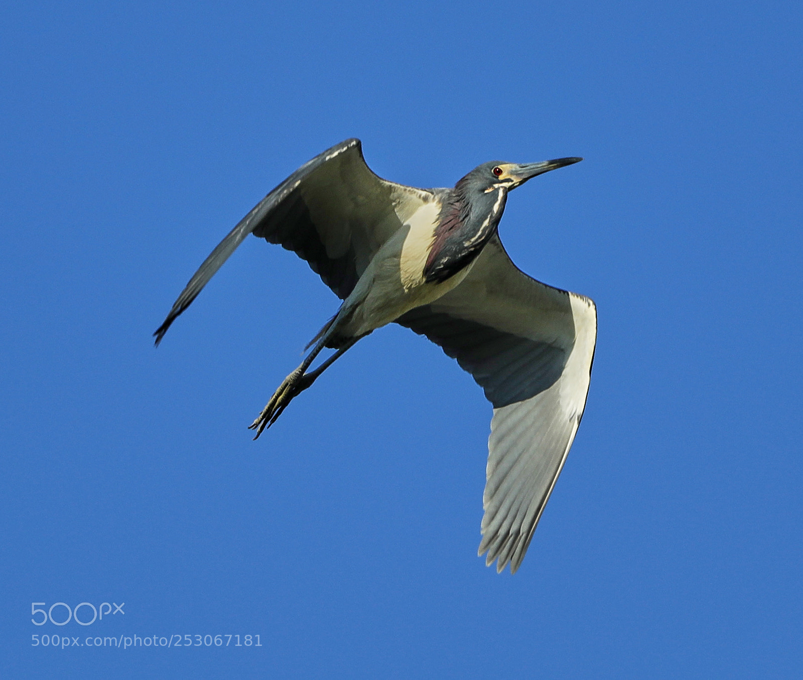 Canon EOS-1D X Mark II sample photo. 04-10-18-0011624.jpg photography