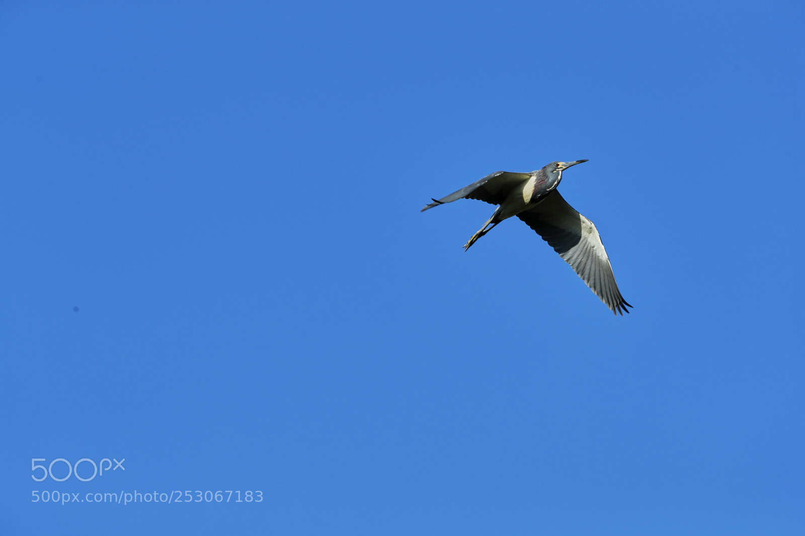 Canon EOS-1D X Mark II sample photo. 04-10-18-0011623.jpg photography