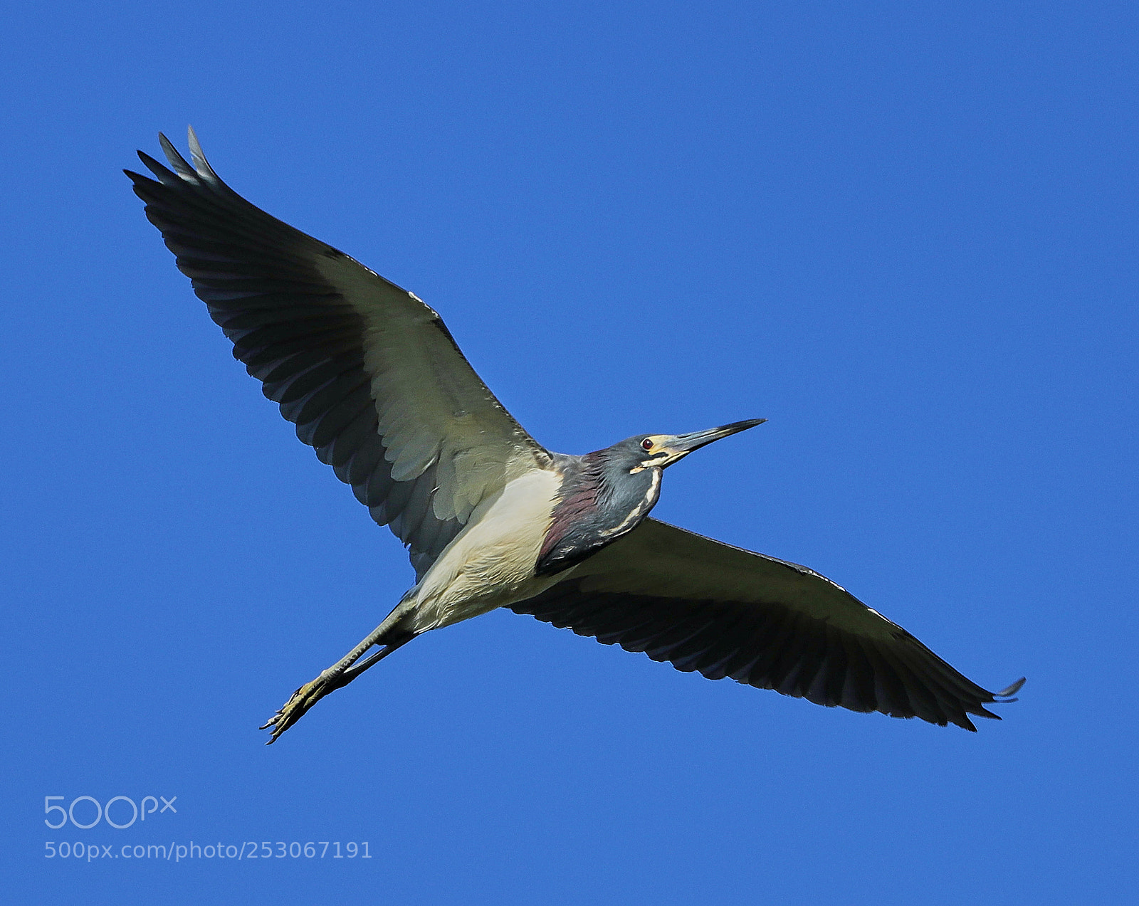 Canon EOS-1D X Mark II sample photo. 04-10-18-0011622.jpg photography