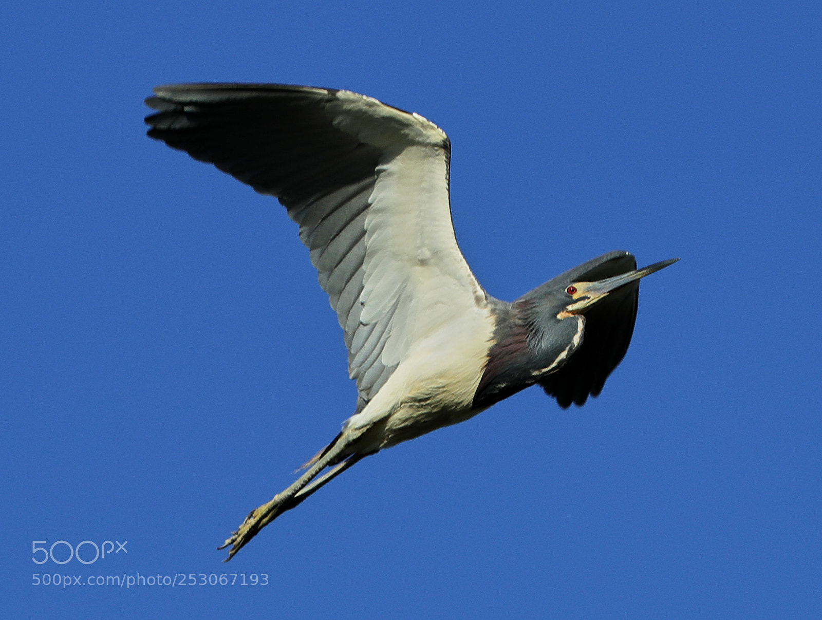 Canon EOS-1D X Mark II sample photo. 04-10-18-0011621.jpg photography