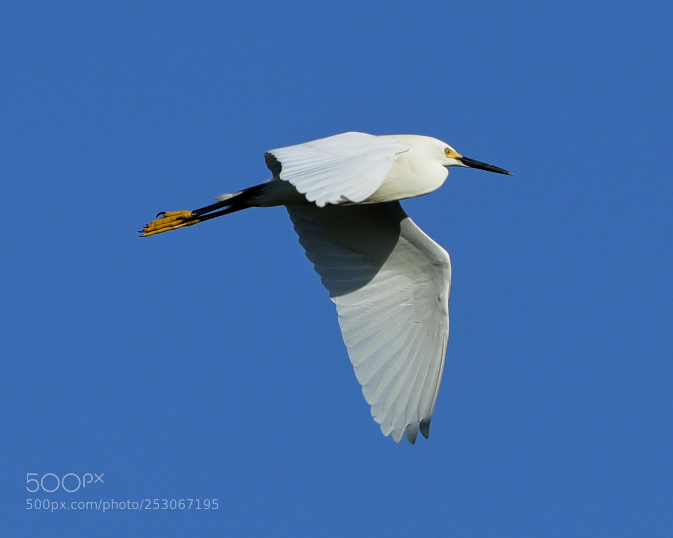 Canon EOS-1D X Mark II sample photo. 04-10-18-0011620.jpg photography