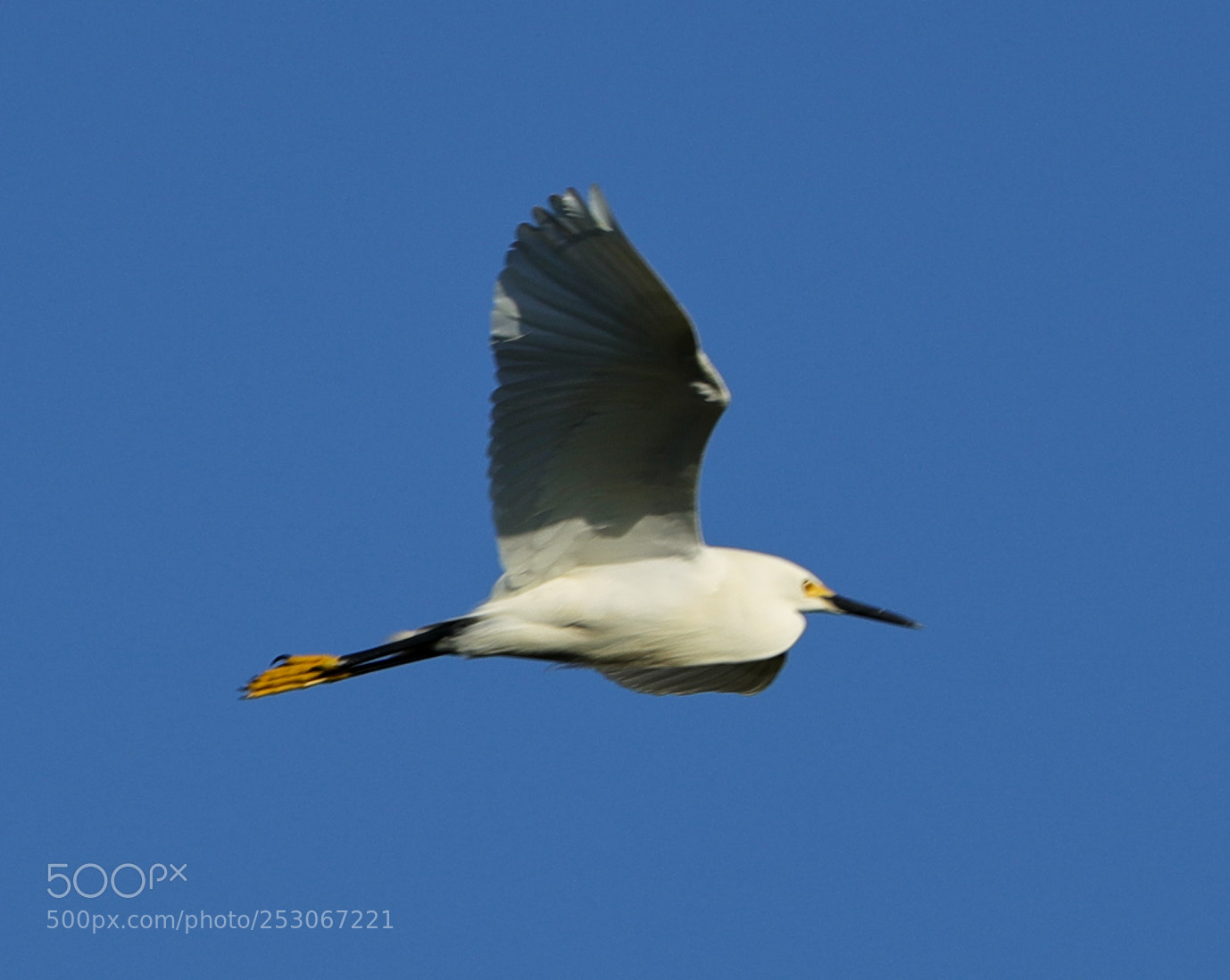 Canon EOS-1D X Mark II sample photo. 04-10-18-0011619.jpg photography