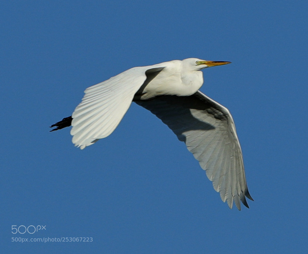 Canon EOS-1D X Mark II sample photo. 04-10-18-0011618.jpg photography