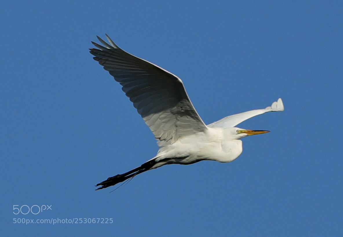 Canon EOS-1D X Mark II sample photo. 04-10-18-0011617.jpg photography