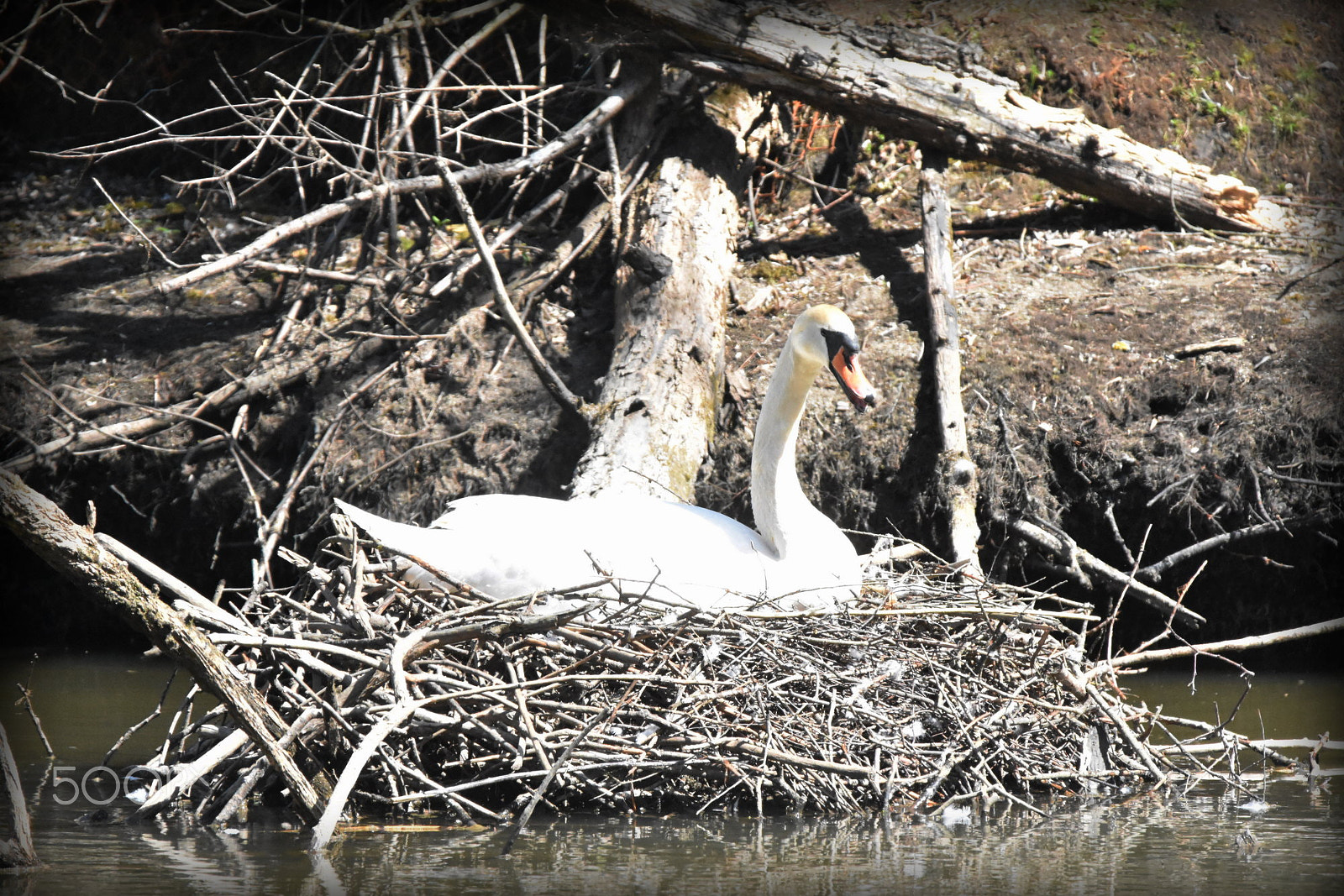 Nikon D7200 sample photo. "swan s nest" photography