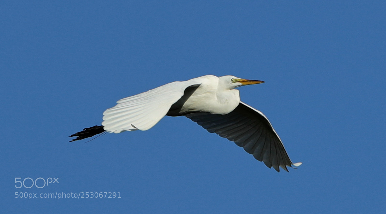 Canon EOS-1D X Mark II sample photo. 04-10-18-0011616.jpg photography