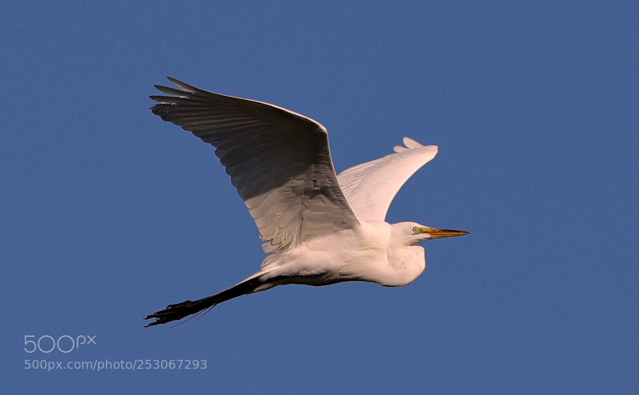 Canon EOS-1D X Mark II sample photo. 04-10-18-0011615.jpg photography