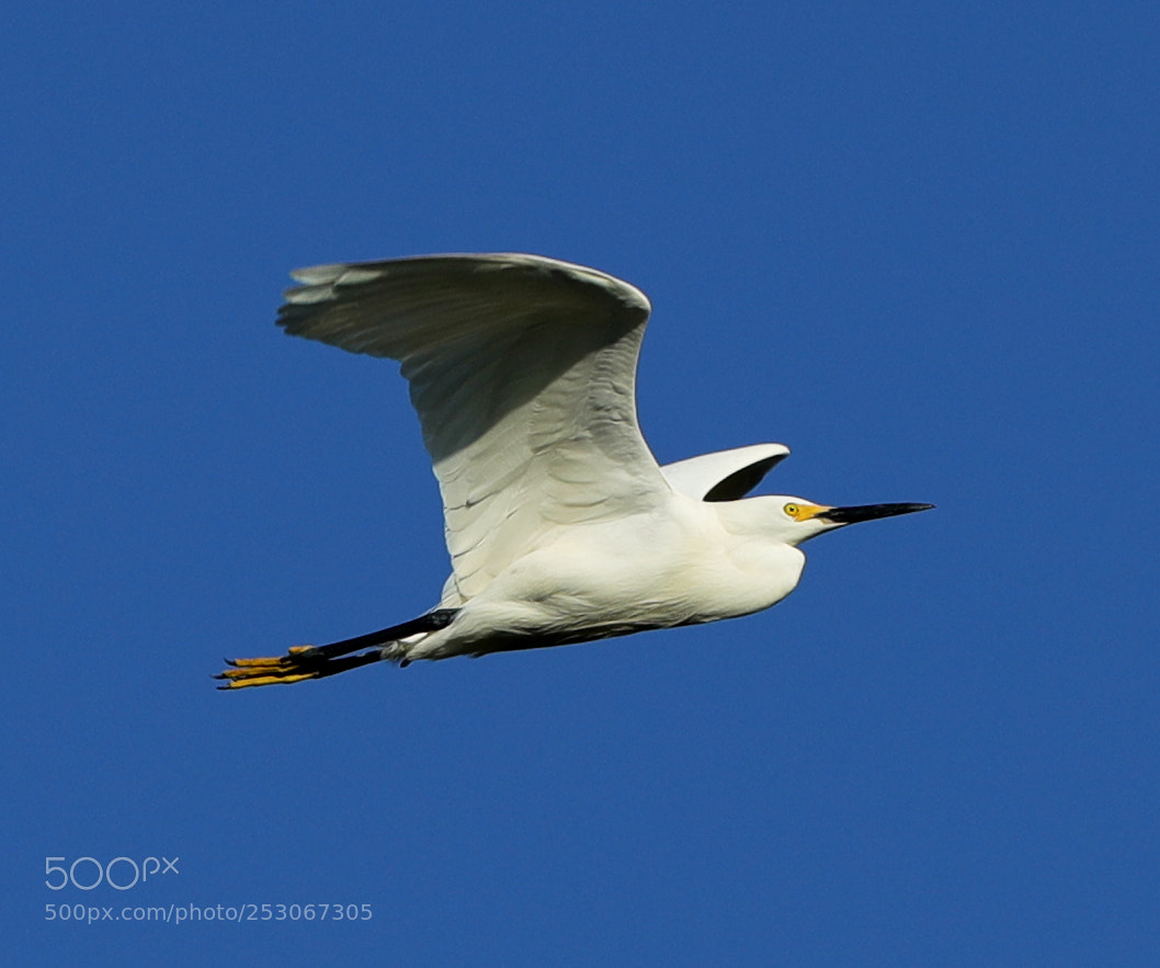 Canon EOS-1D X Mark II sample photo. 04-10-18-0011614.jpg photography