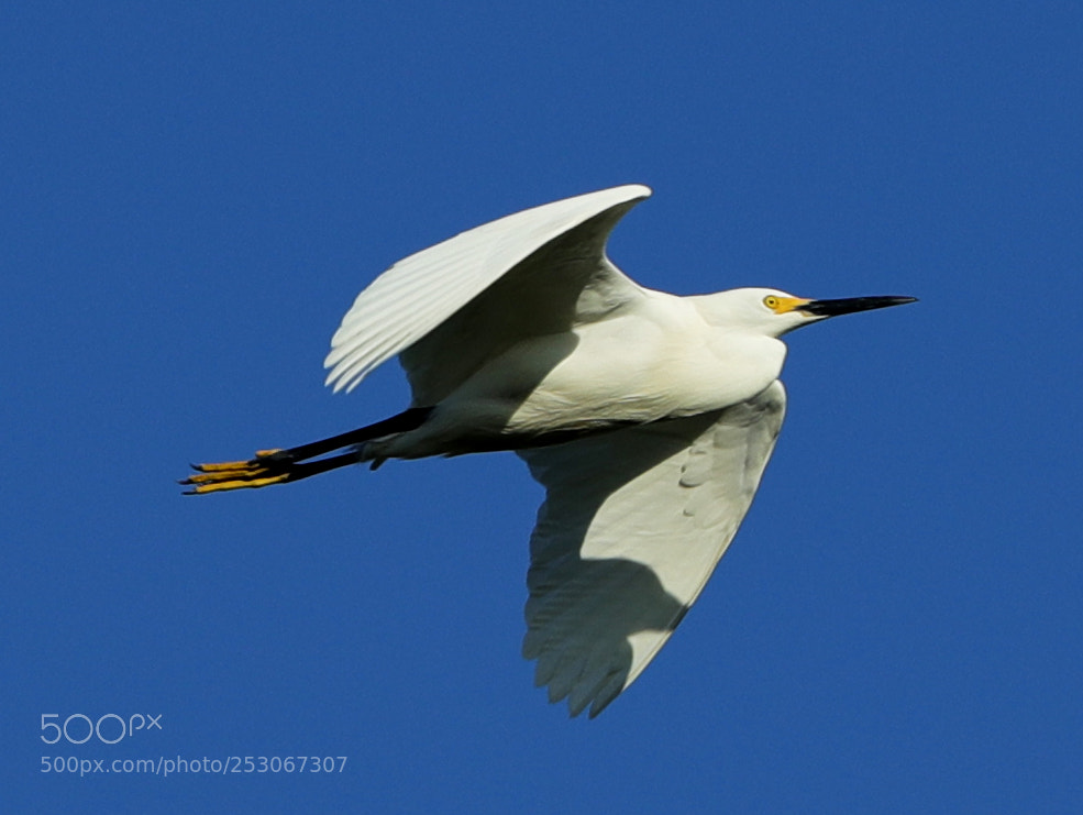 Canon EOS-1D X Mark II sample photo. 04-10-18-0011613.jpg photography