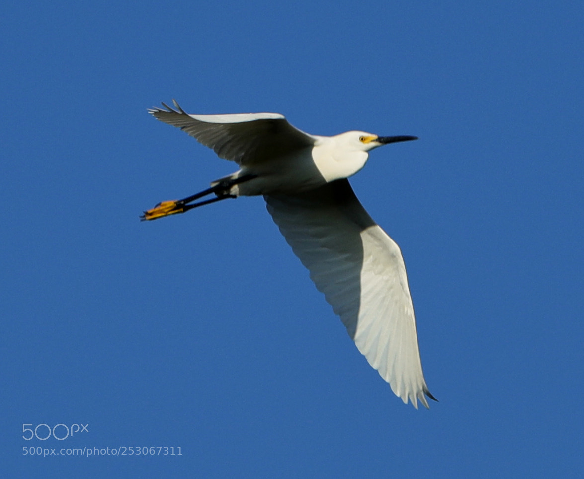 Canon EOS-1D X Mark II sample photo. 04-10-18-0011612.jpg photography