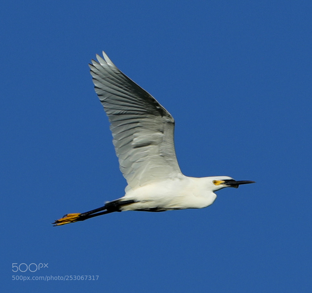 Canon EOS-1D X Mark II sample photo. 04-10-18-0011610.jpg photography