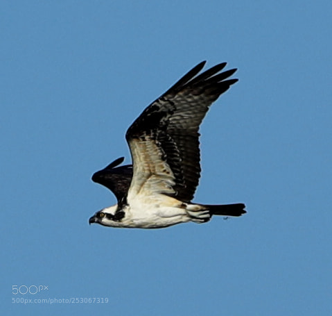 Canon EOS-1D X Mark II sample photo. 04-10-18-0011609.jpg photography