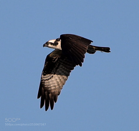 Canon EOS-1D X Mark II sample photo. 04-10-18-0011608.jpg photography