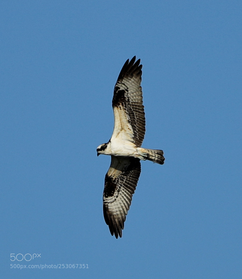 Canon EOS-1D X Mark II sample photo. 04-10-18-0011606.jpg photography