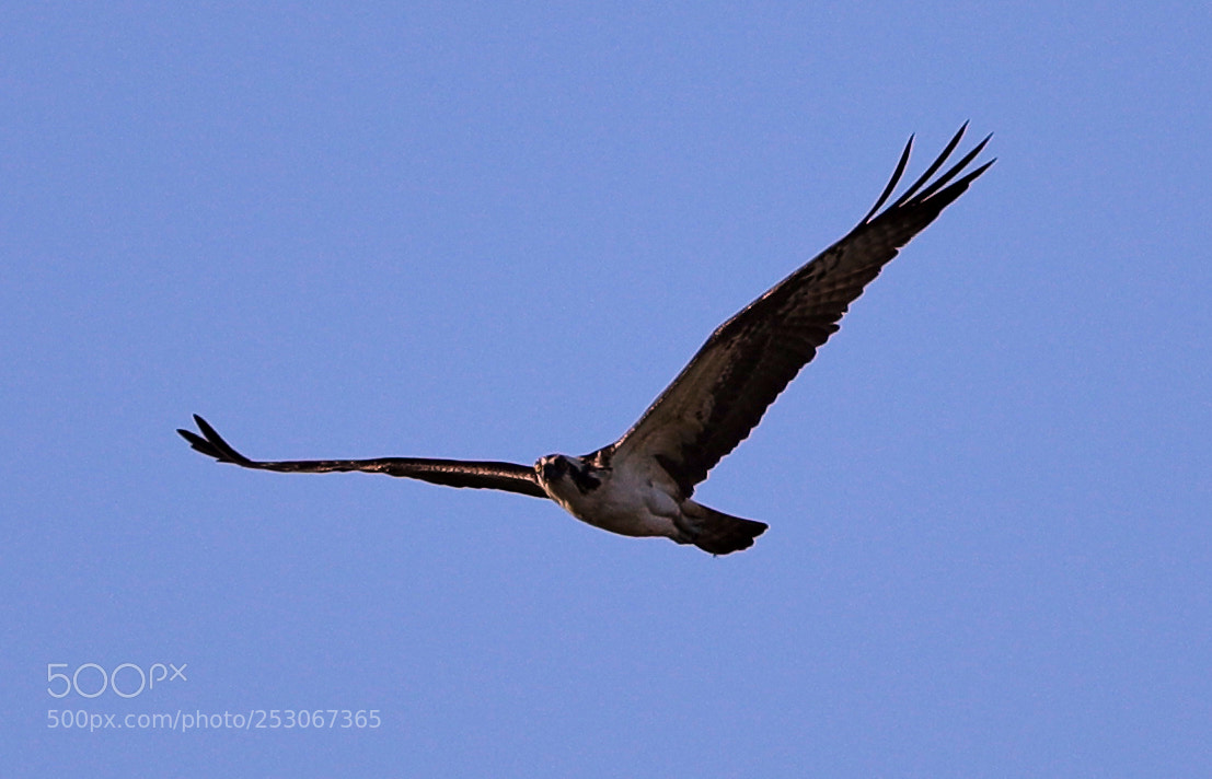 Canon EOS-1D X Mark II sample photo. 04-10-18-0011603.jpg photography