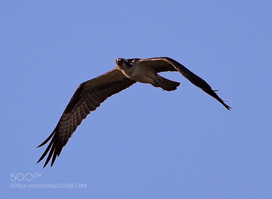 Canon EOS-1D X Mark II sample photo. 04-10-18-0011604.jpg photography