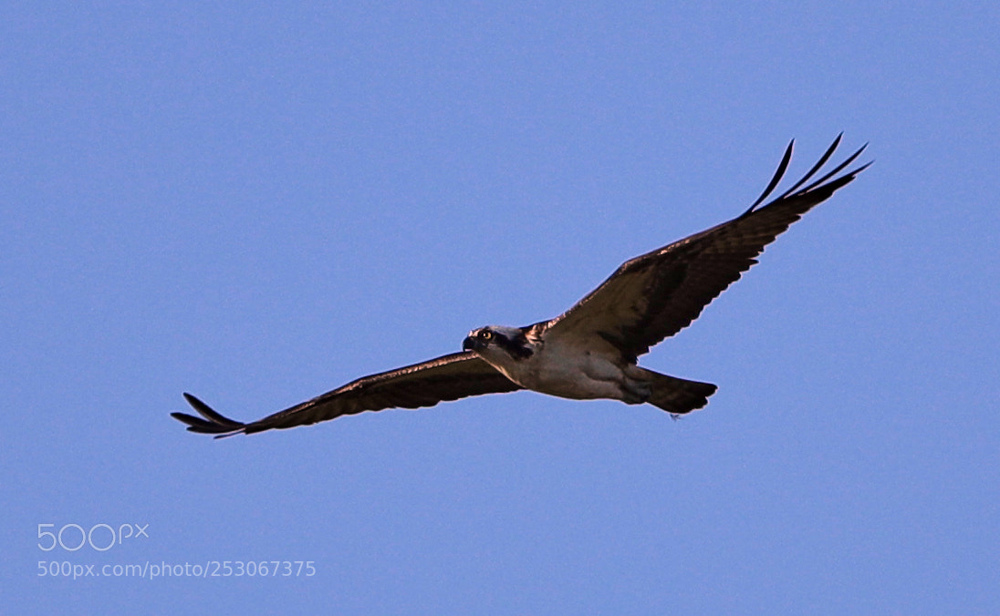 Canon EOS-1D X Mark II sample photo. 04-10-18-0011602.jpg photography