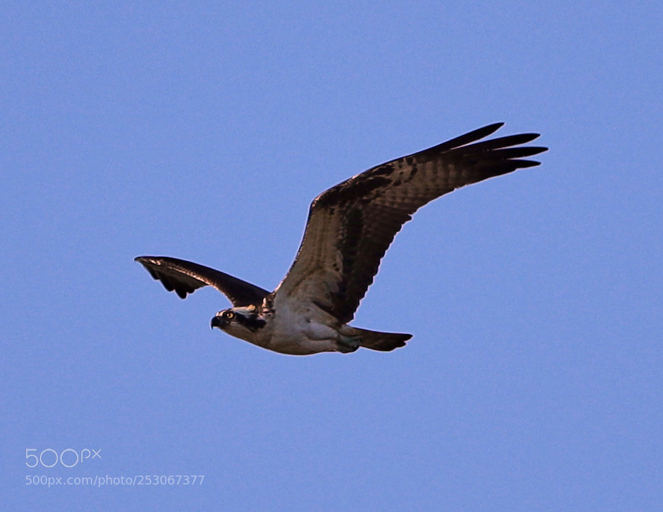 Canon EOS-1D X Mark II sample photo. 04-10-18-0011601.jpg photography