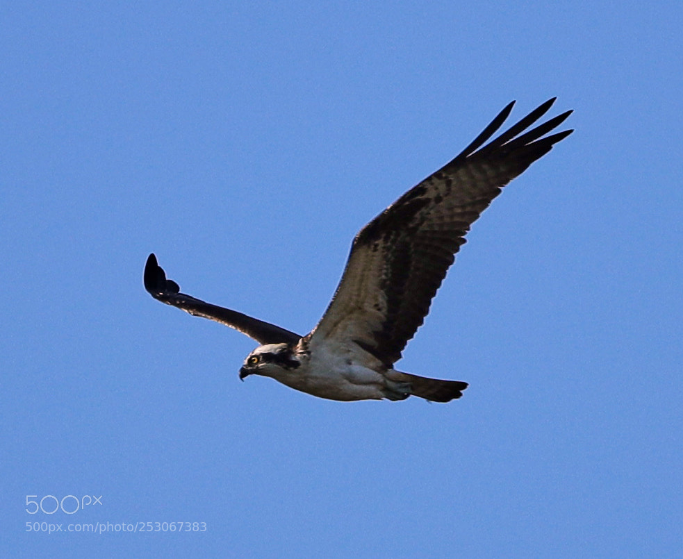 Canon EOS-1D X Mark II sample photo. 04-10-18-0011600.jpg photography