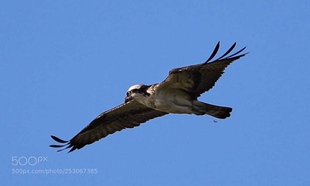 Canon EOS-1D X Mark II sample photo. 04-10-18-0011598.jpg photography